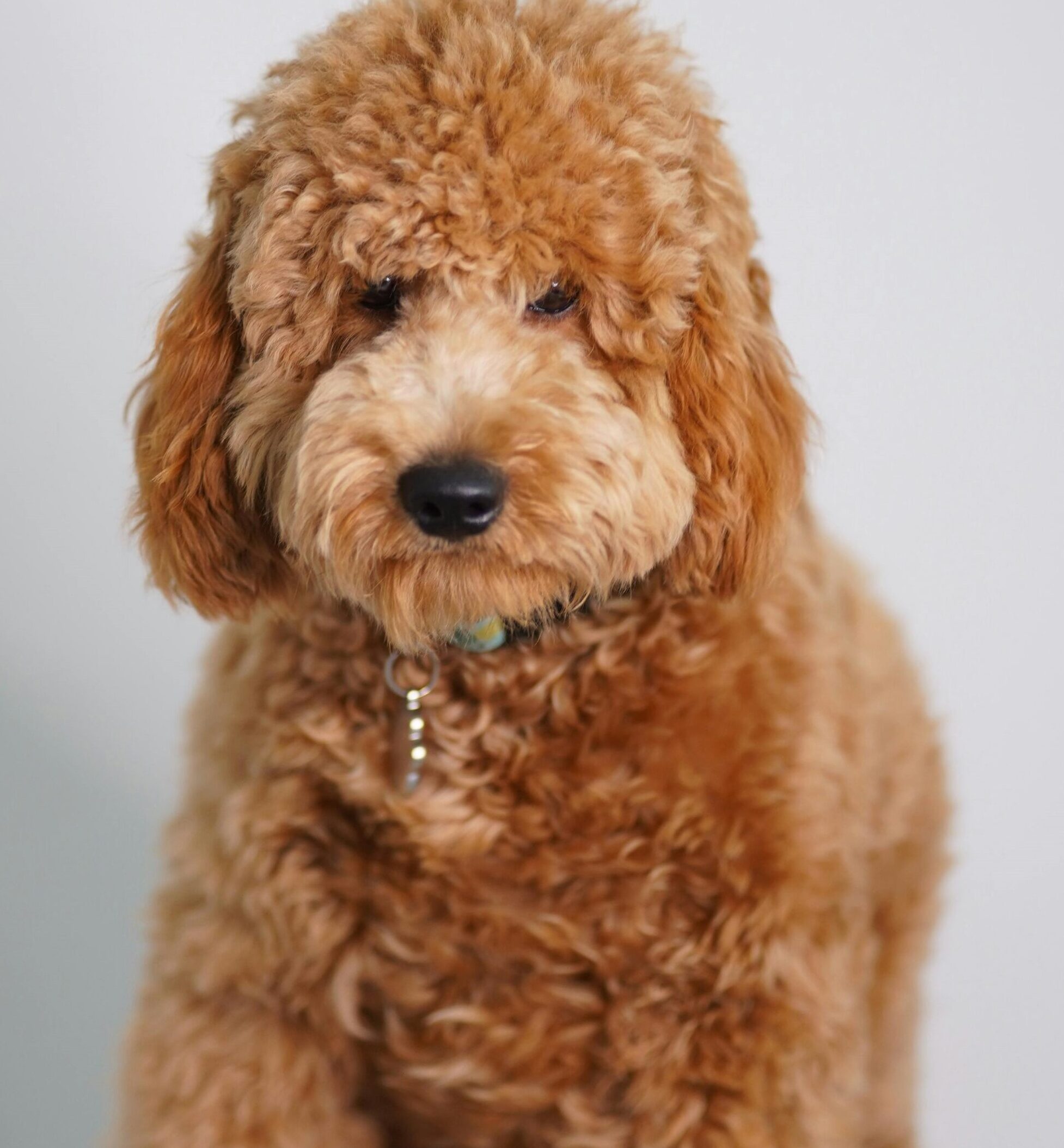 Goldendoodle