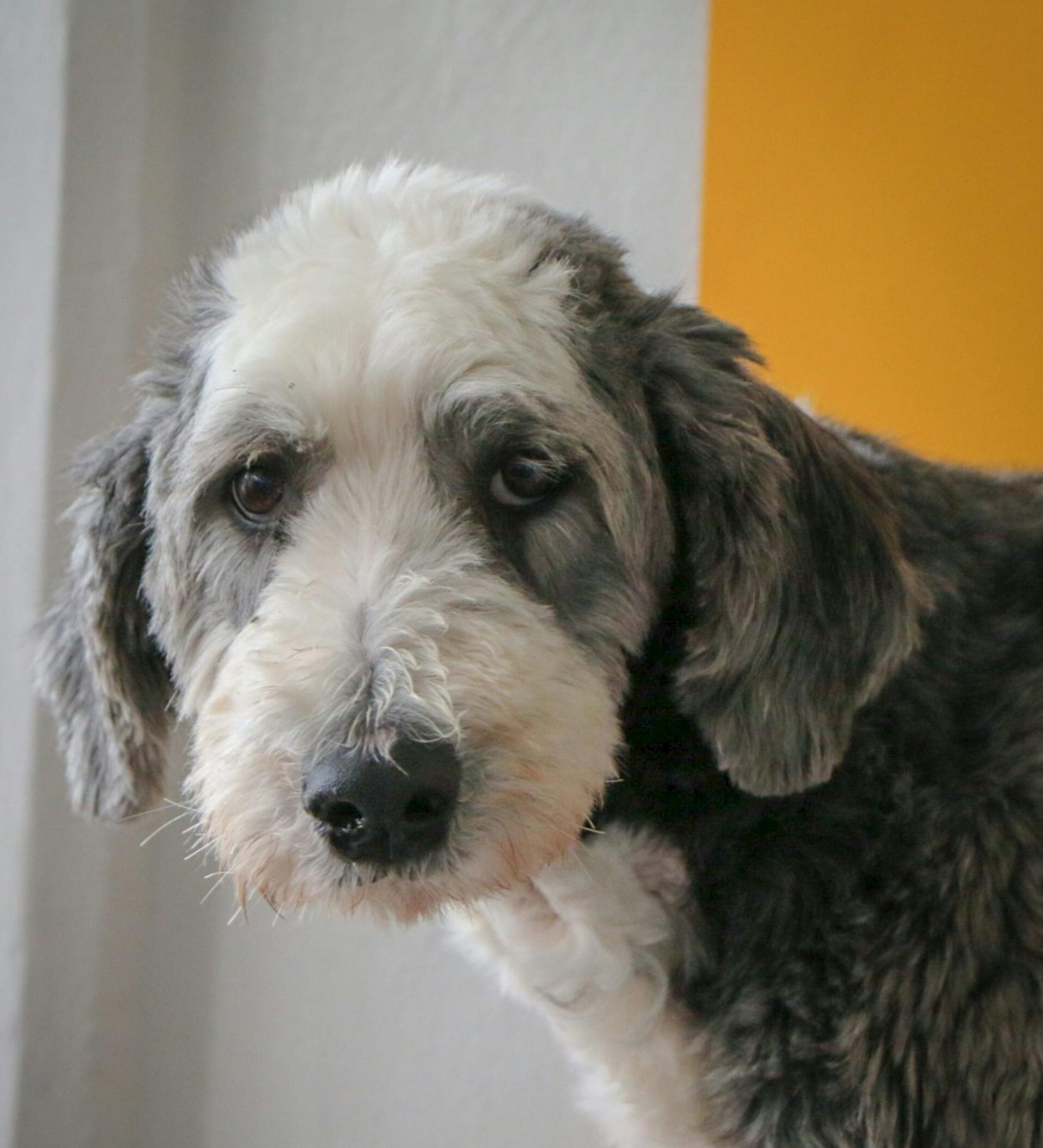 Sheepadoodle