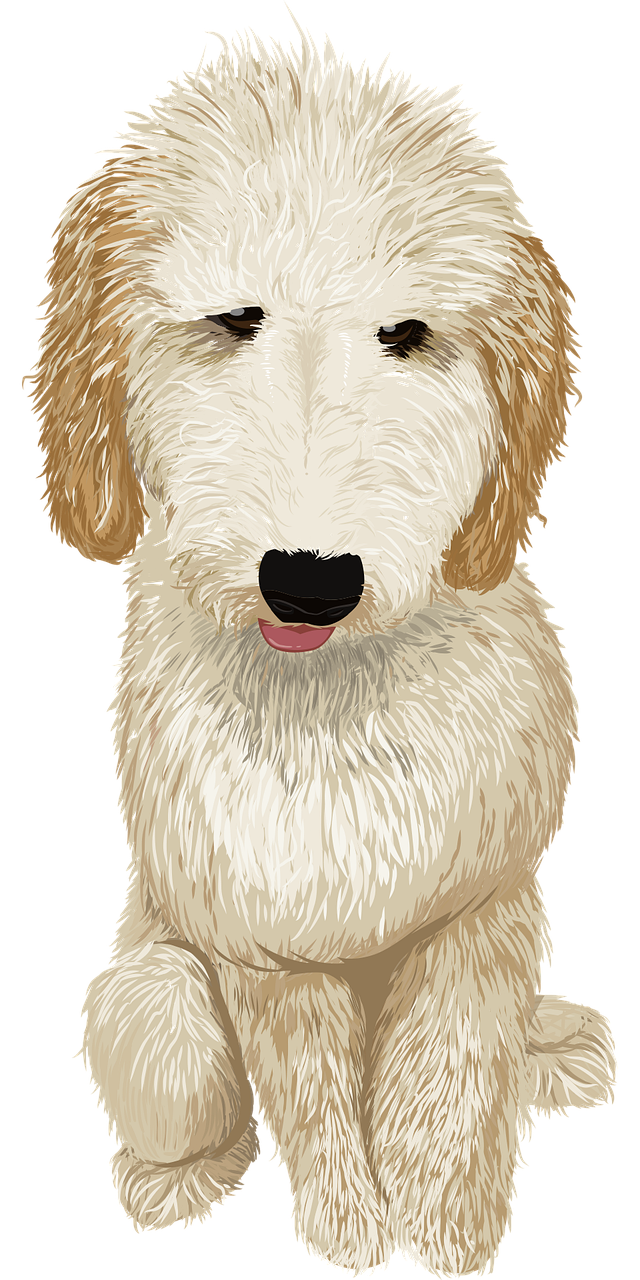 golden-doodle