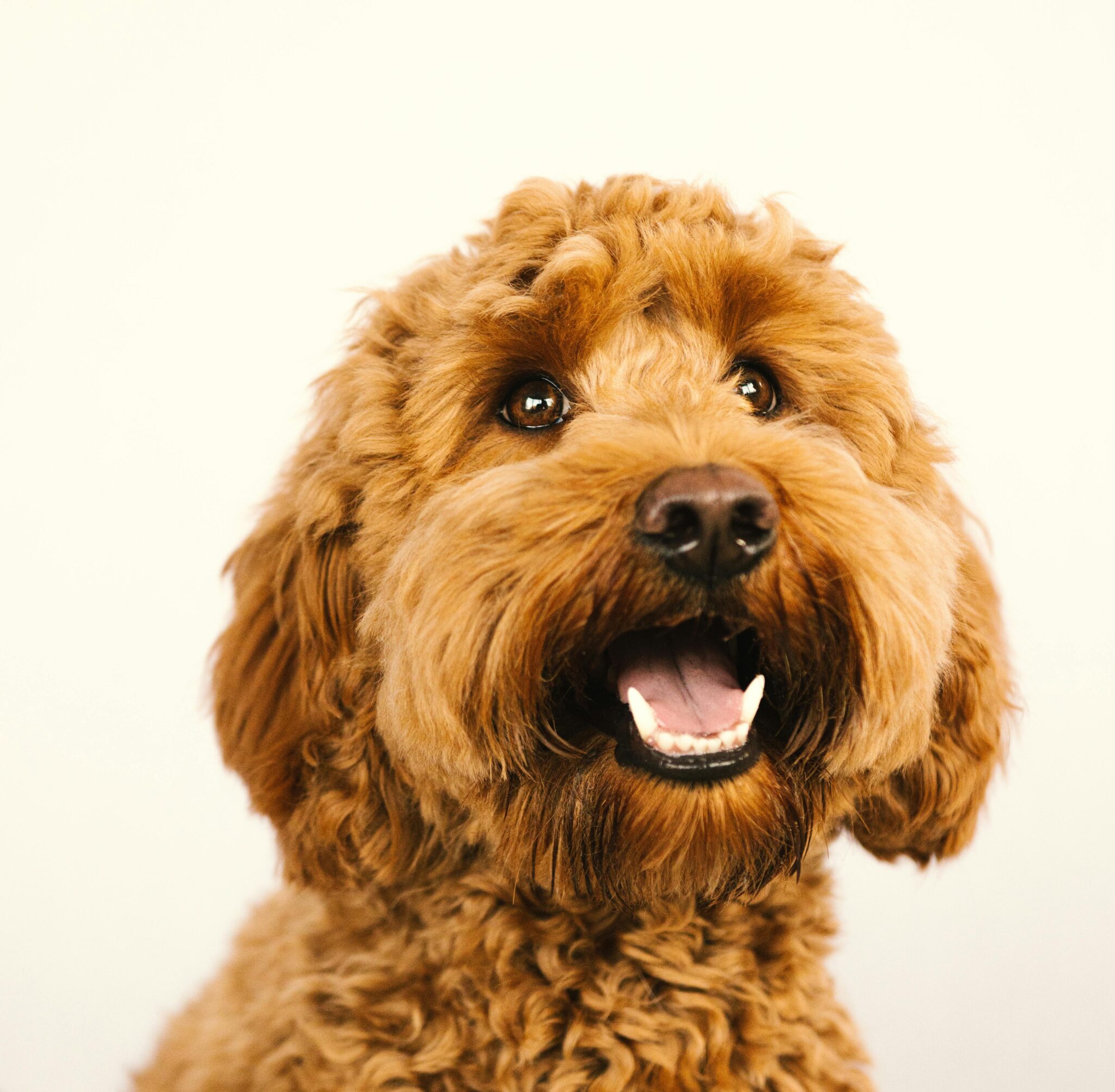 Mini Goldendoodle