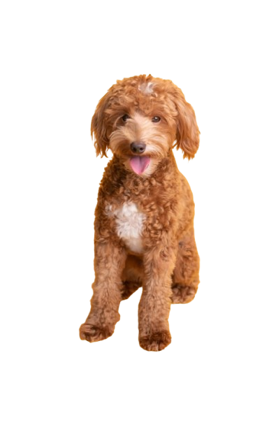 mini goldendoodle picture