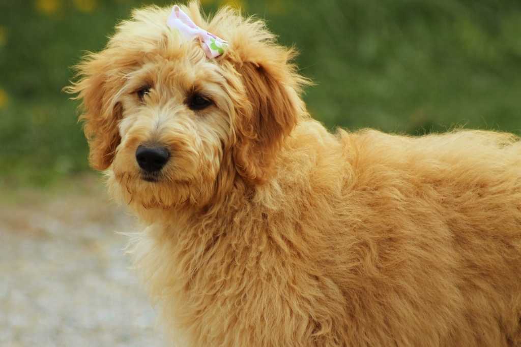 Most Common Goldendoodle Health Issues