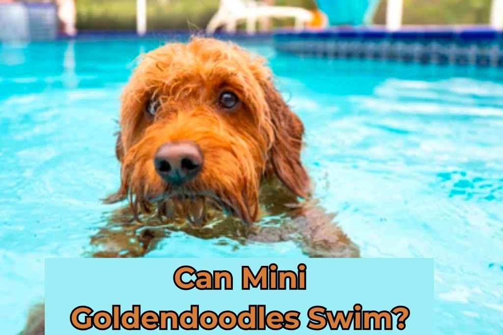 Can Mini Goldendoodles Swim