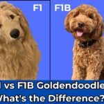 F1 vs F1B Goldendoodle What's the Difference