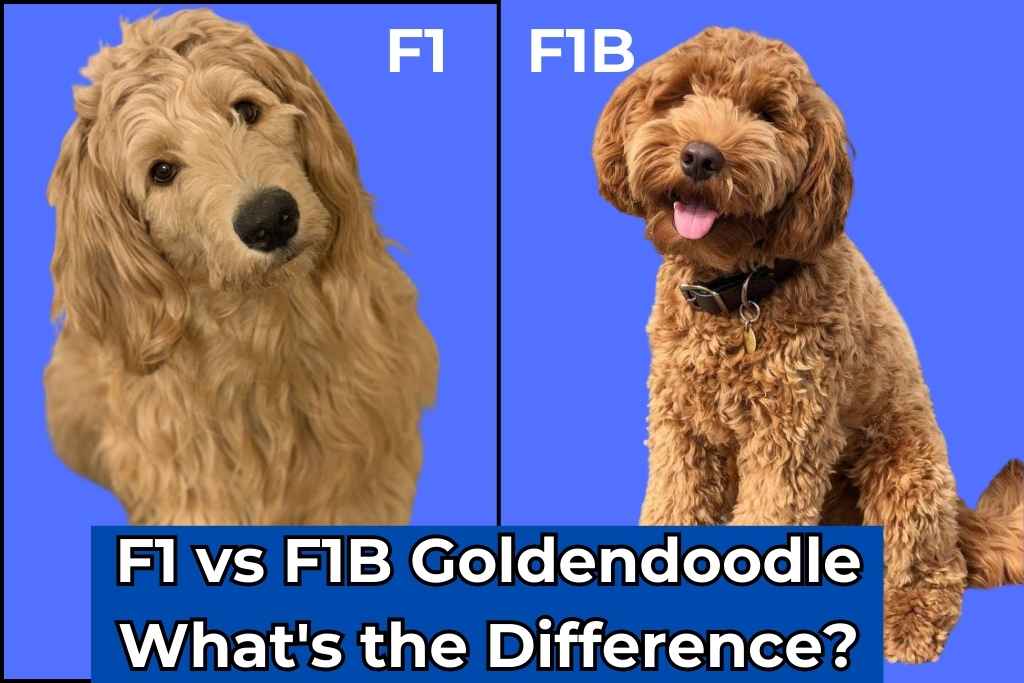 F1 vs F1B Goldendoodle What's the Difference