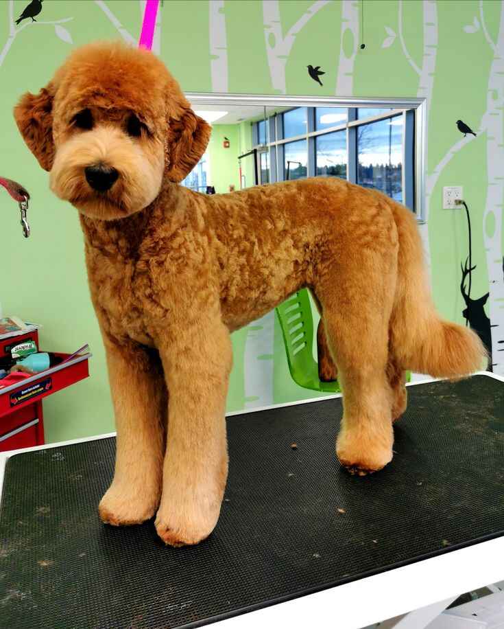 Teddy Bear Goldendoodle Haircut