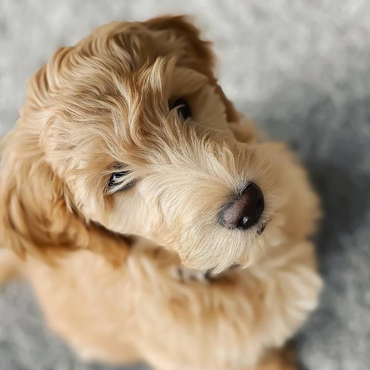 a sick gooldendoodle seeing